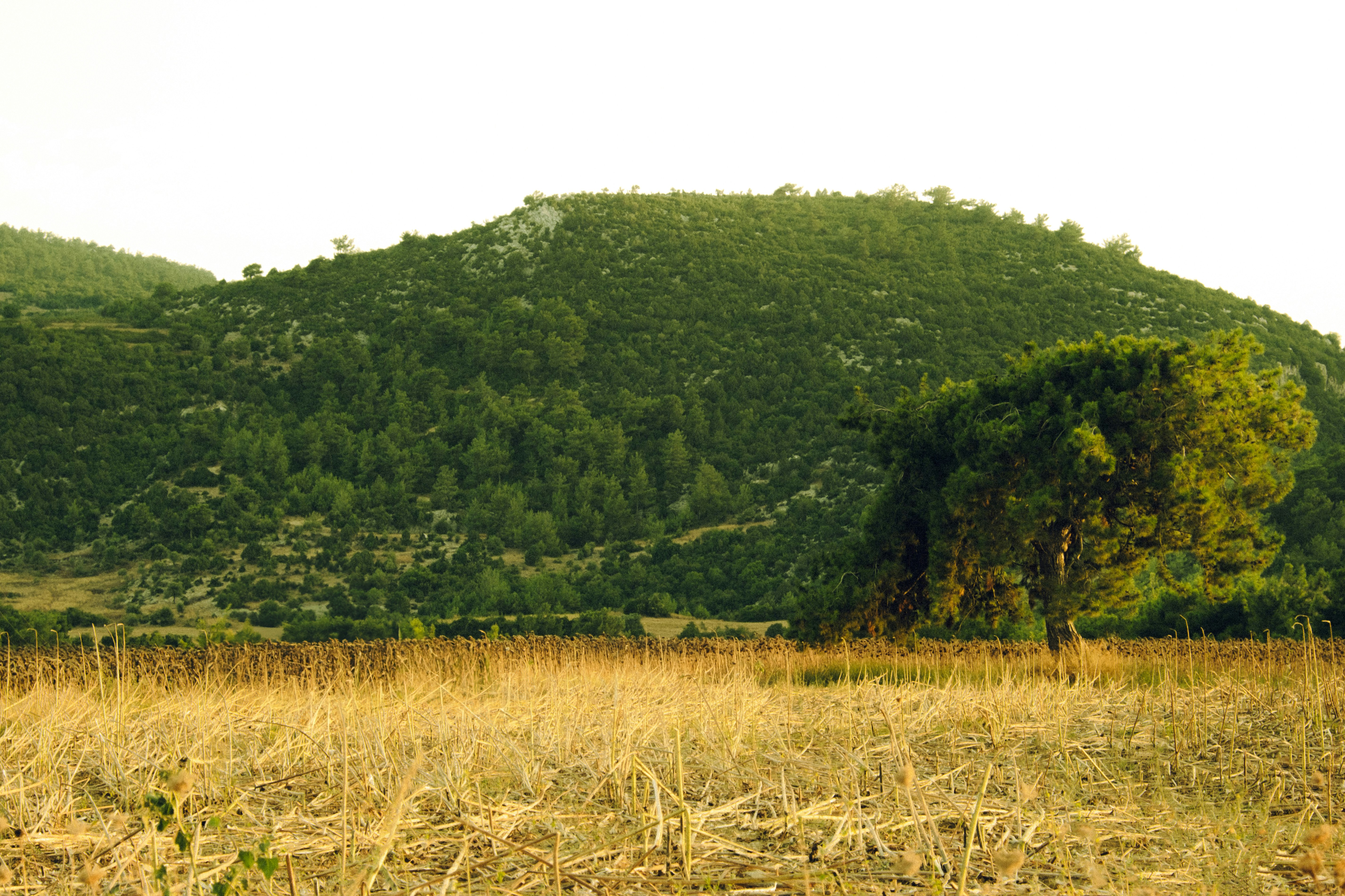 Photo by batudogaa