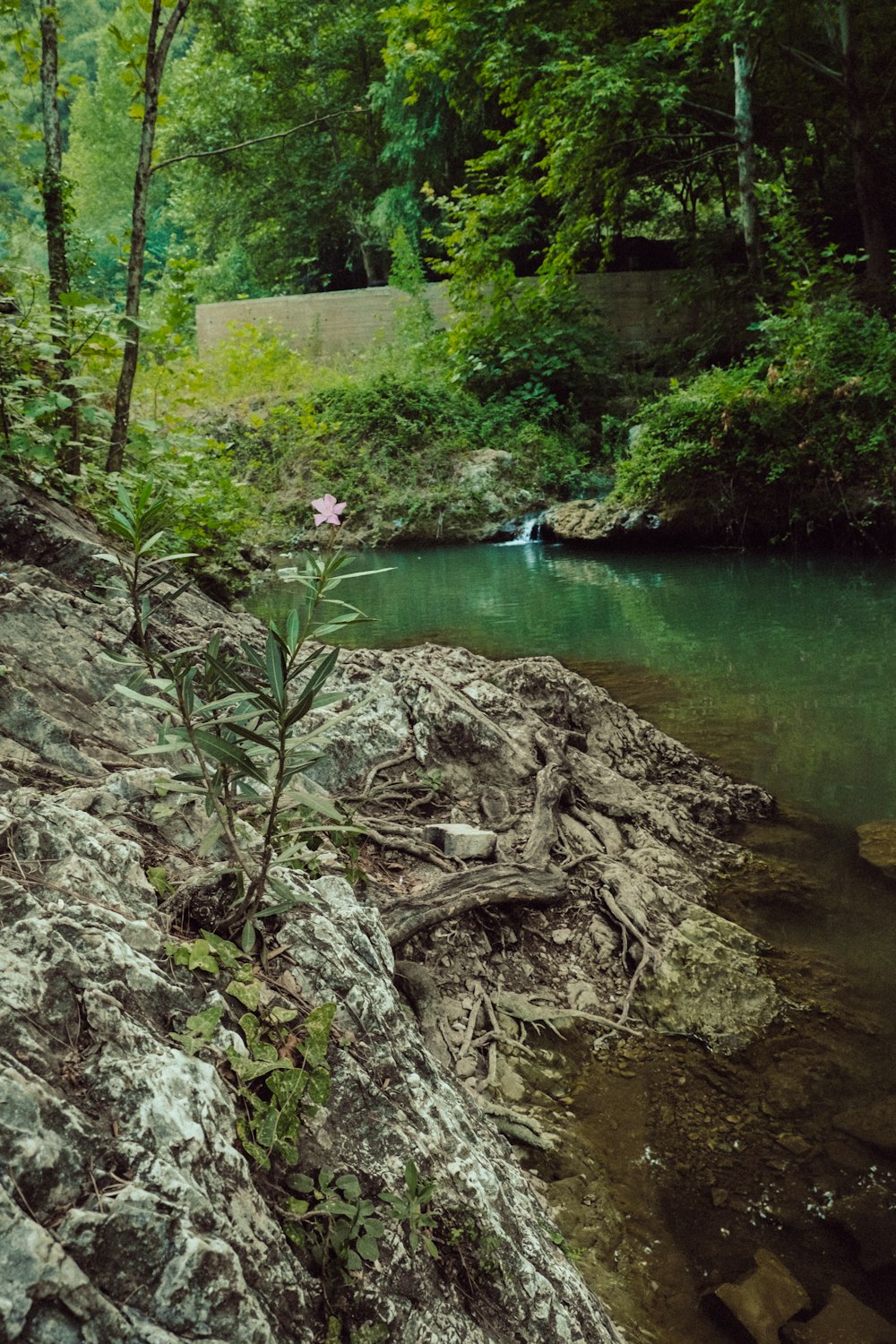 a small stream running through a lush green forest