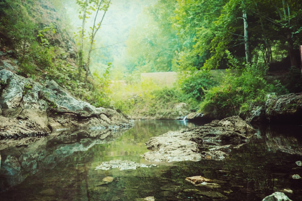 a stream running through a lush green forest