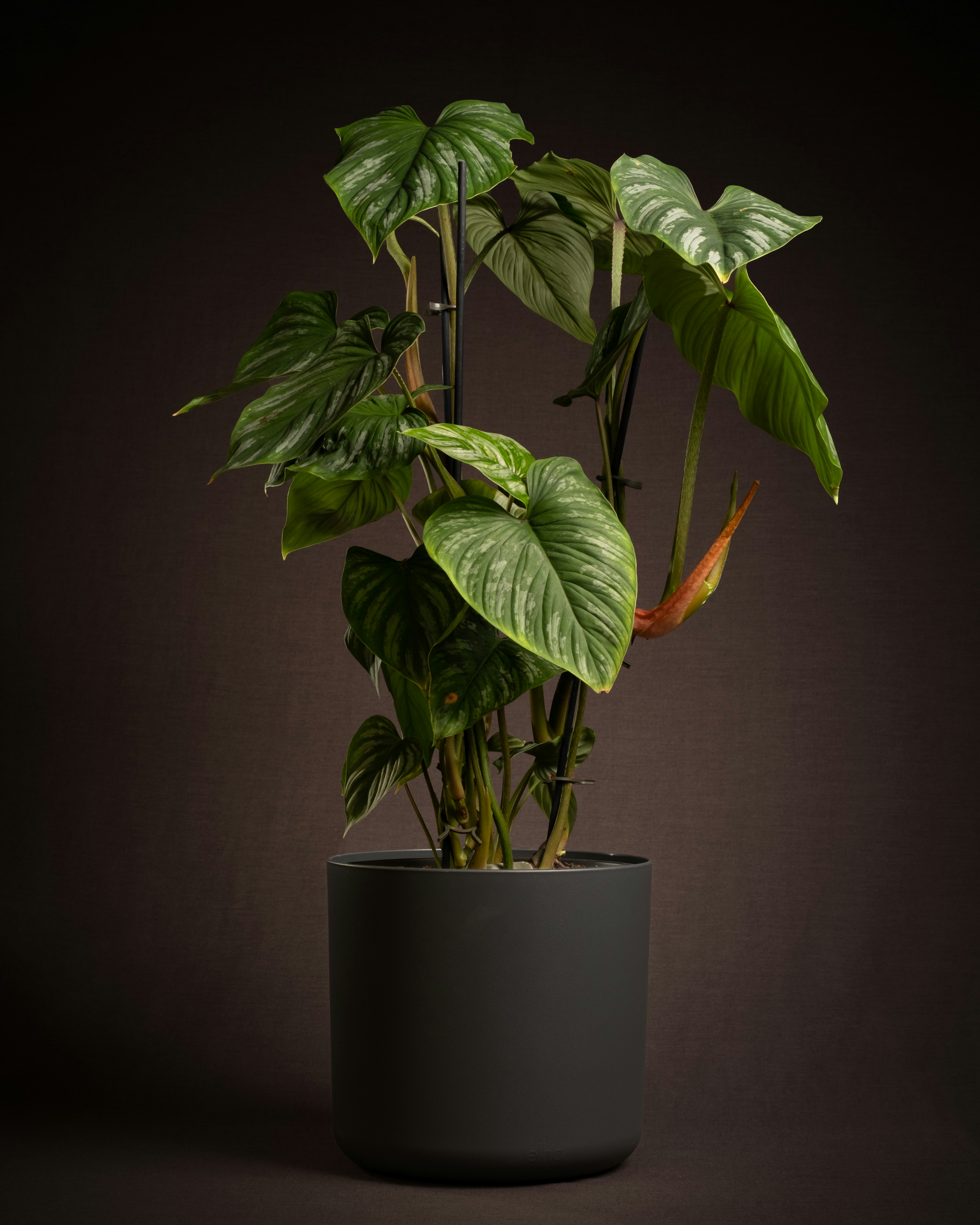 Photo by feeypflanzen