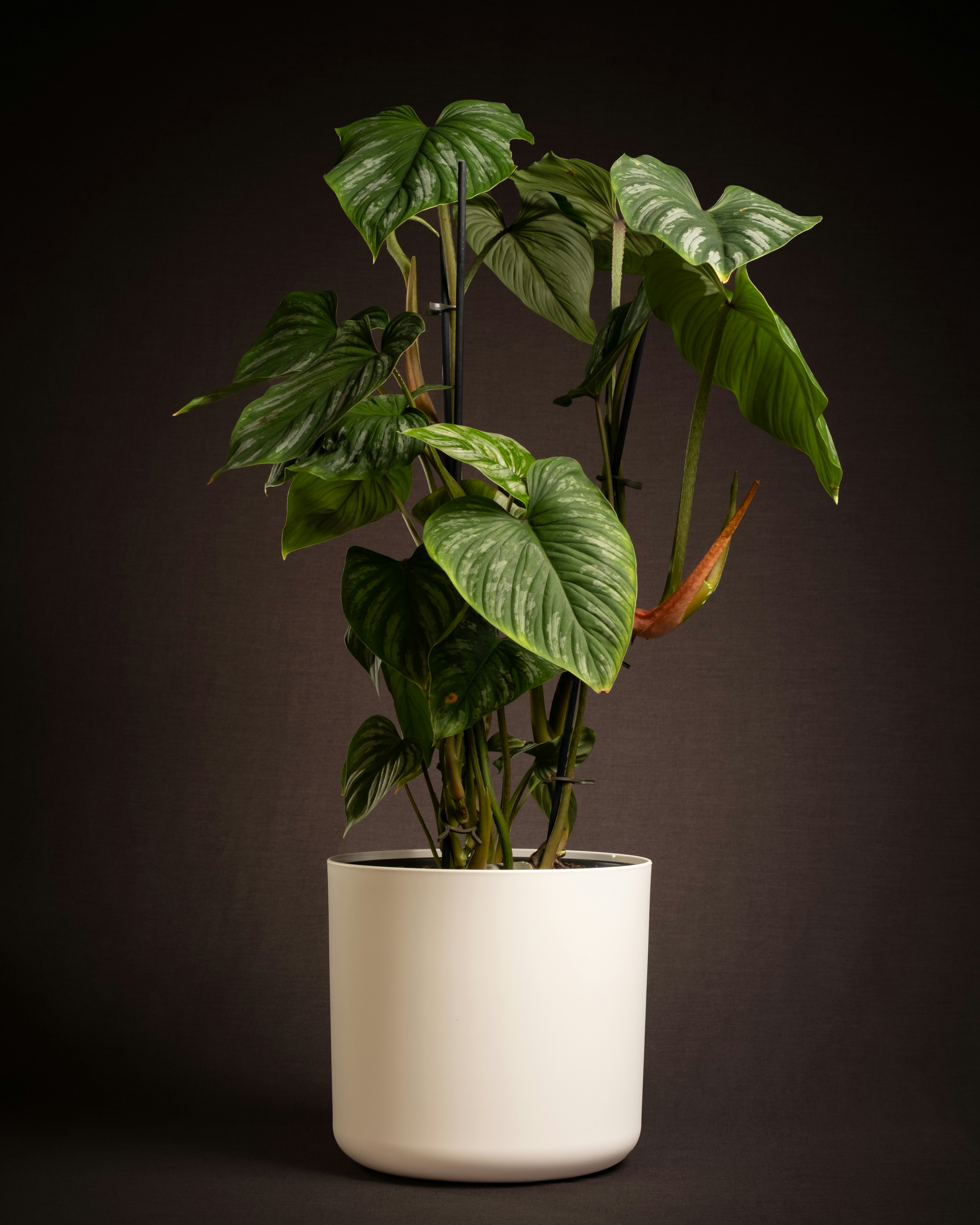 Photo by feeypflanzen