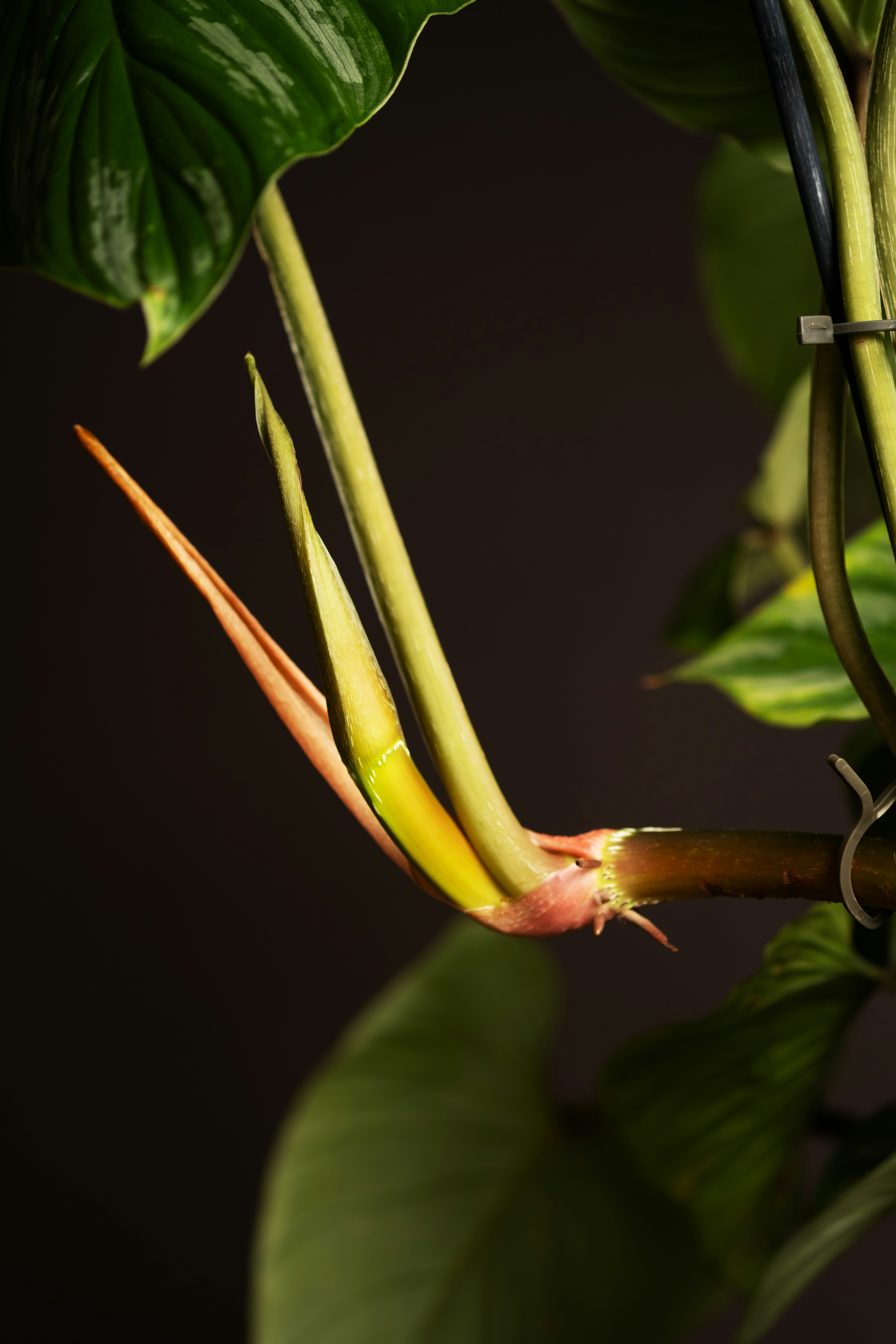 Photo by feeypflanzen