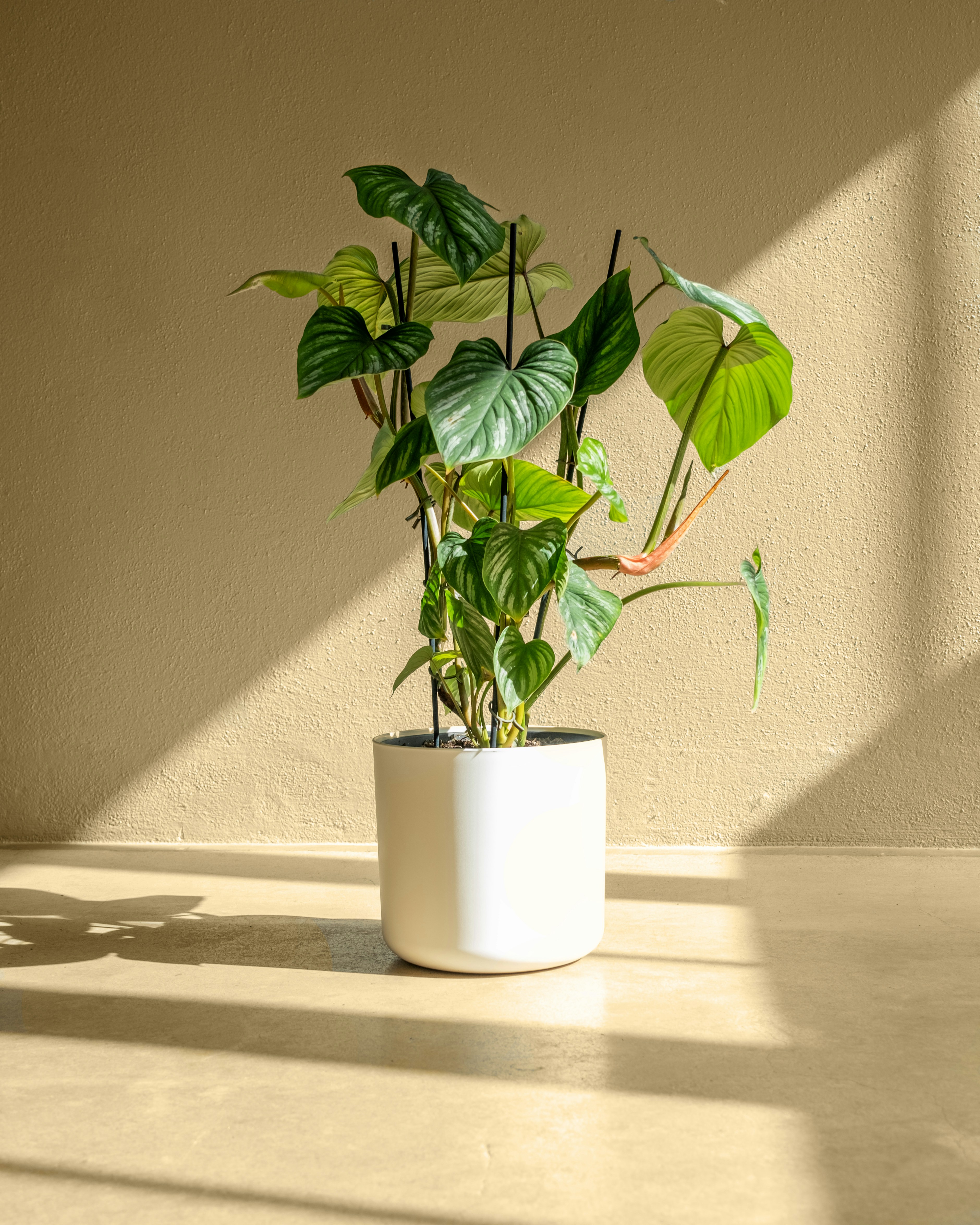 Photo by feeypflanzen