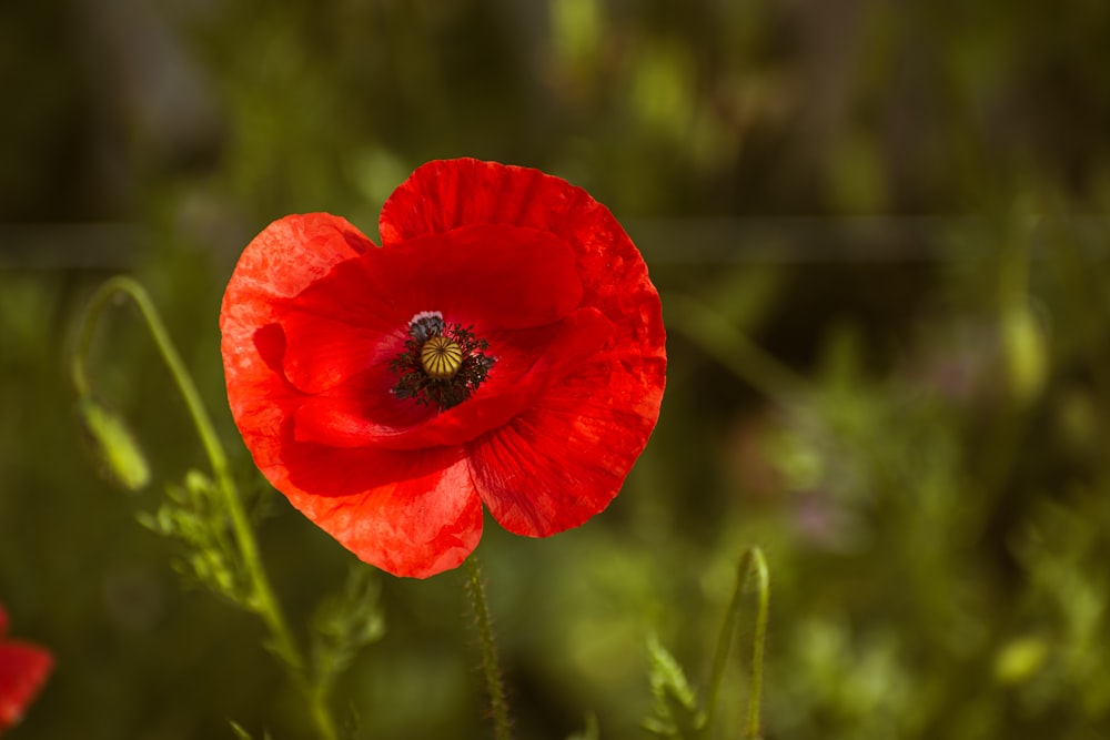 a red flower with a bee in the middle of it