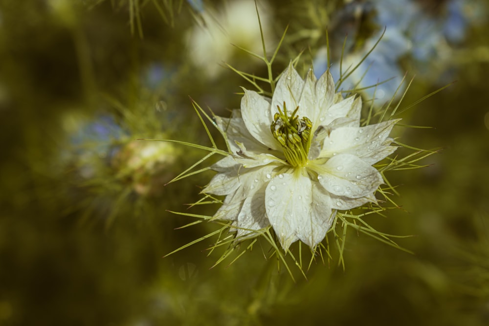 Nahaufnahme einer weißen Blume auf einem Baum