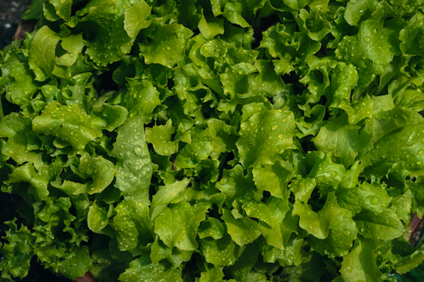 Butter lettuce