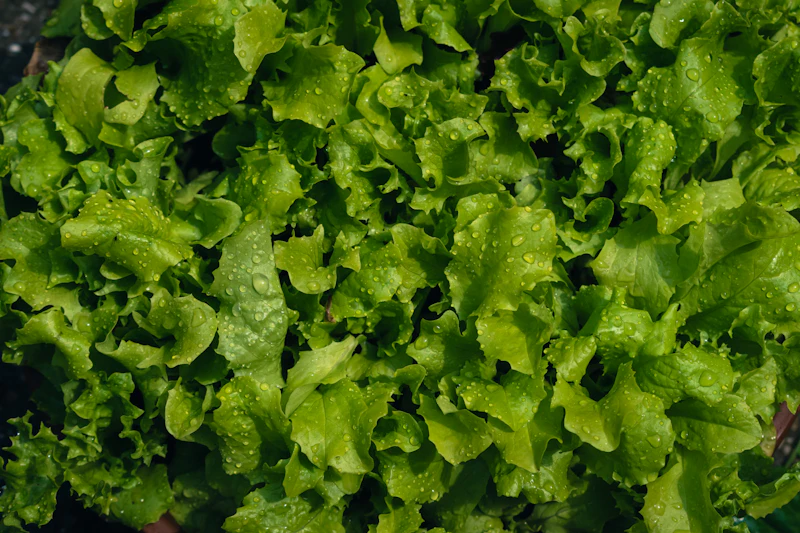 Rows of mixed lettuce in a greenhouse