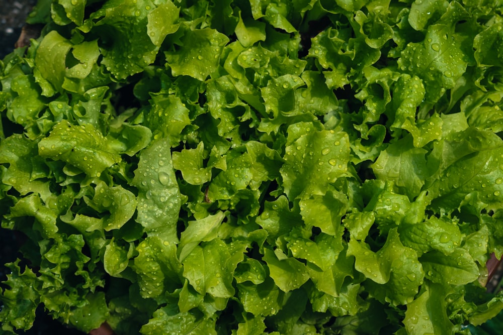 a close up of a bunch of lettuce