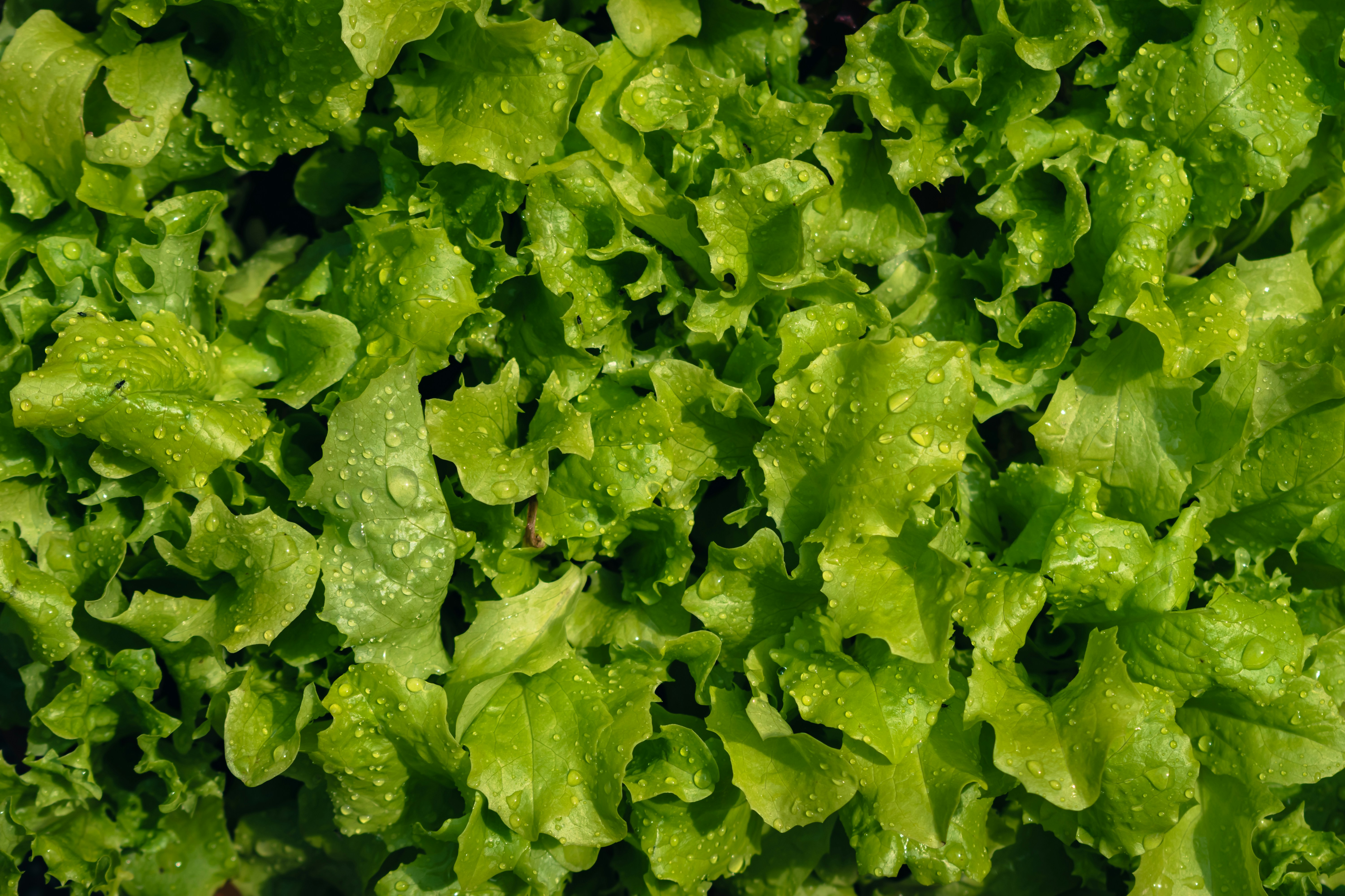 A bunch of fresh hydroponic lettuce leaves glistening with morning dew.