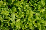 Bunches of fresh green lettuce leaves glistening with morning dew.
