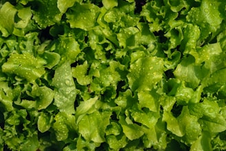Fresh green lettuce leaves with water droplets sitting on their surface, creating a lush and vibrant appearance.