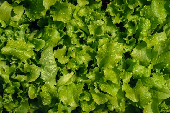 Fresh green lettuce leaves with water droplets sitting on their surface, creating a lush and vibrant appearance.