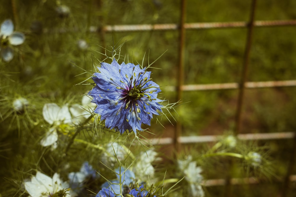 a close up of a blue flower near a fence