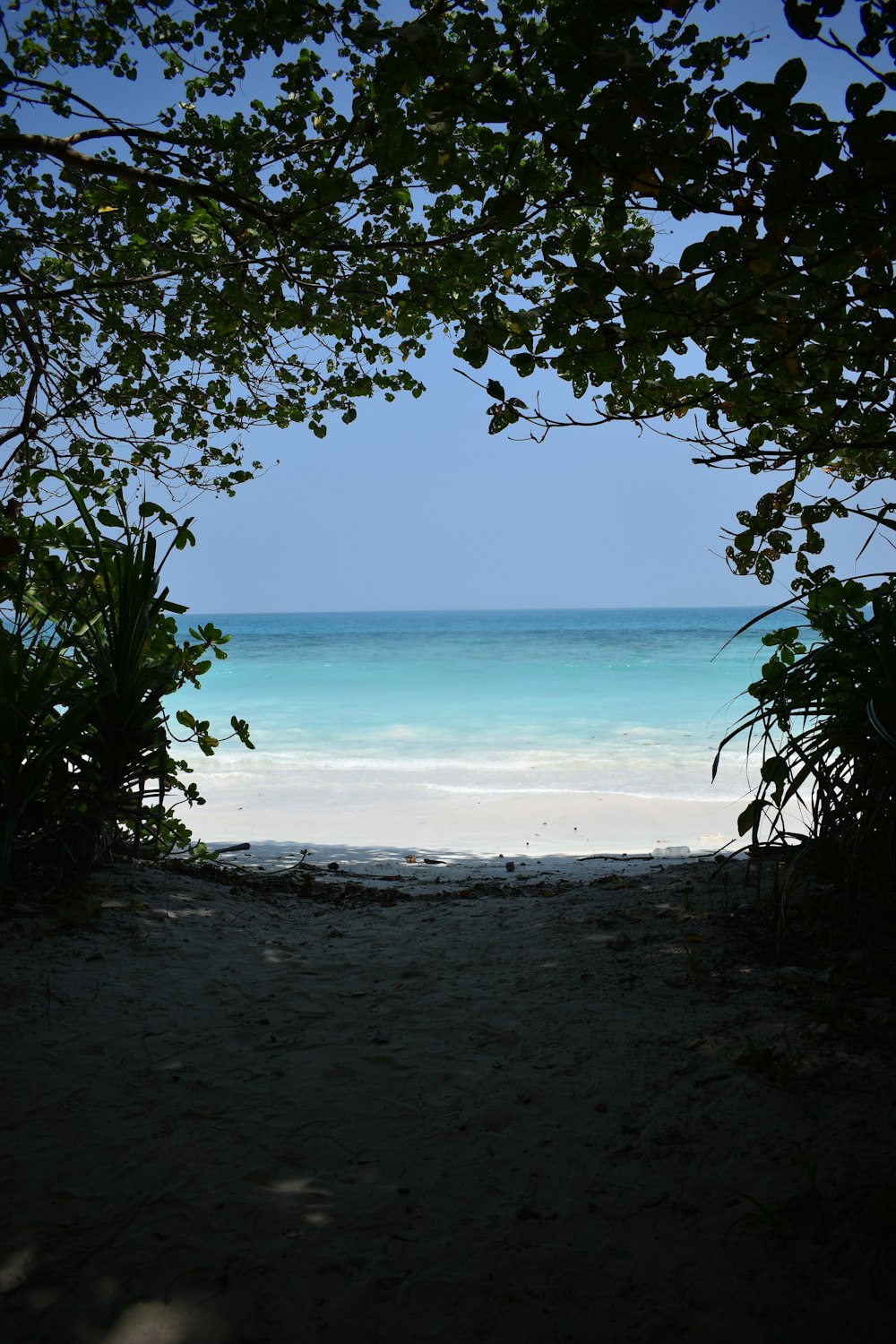 a view of a beach through a tree
