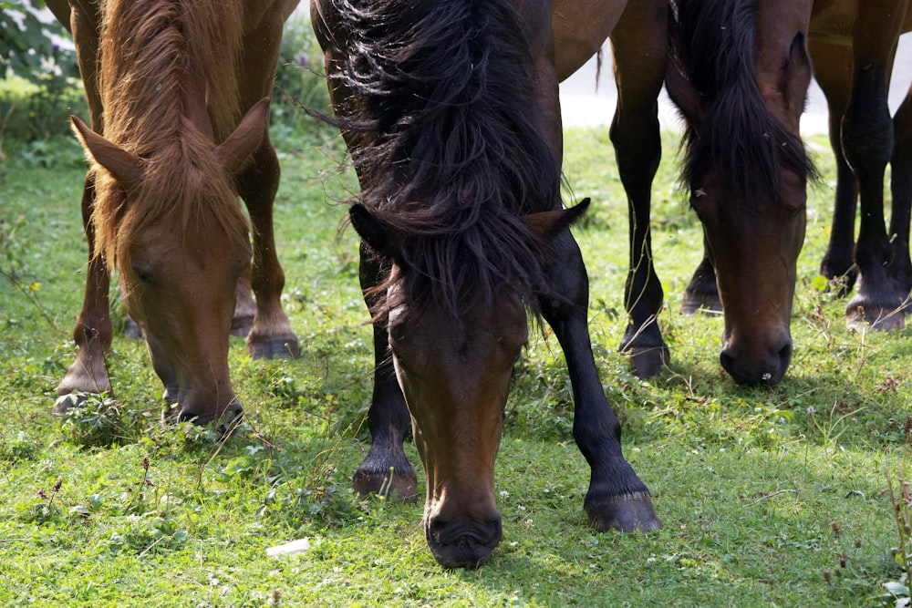 a group of horses grazing on grass in a field