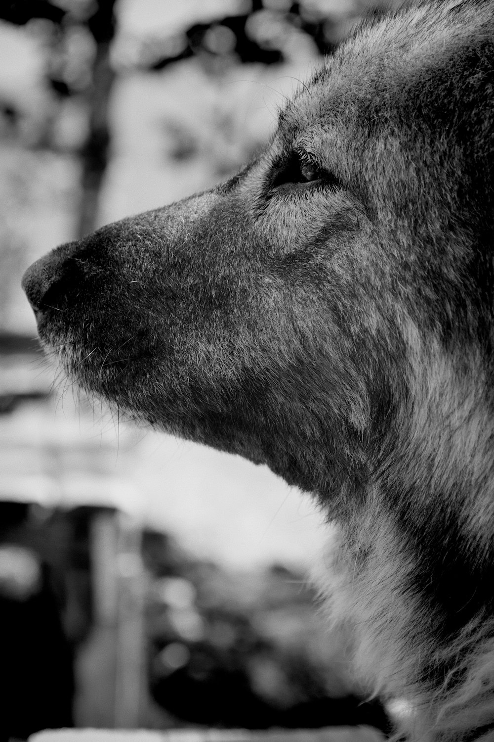 Una foto in bianco e nero di un cane