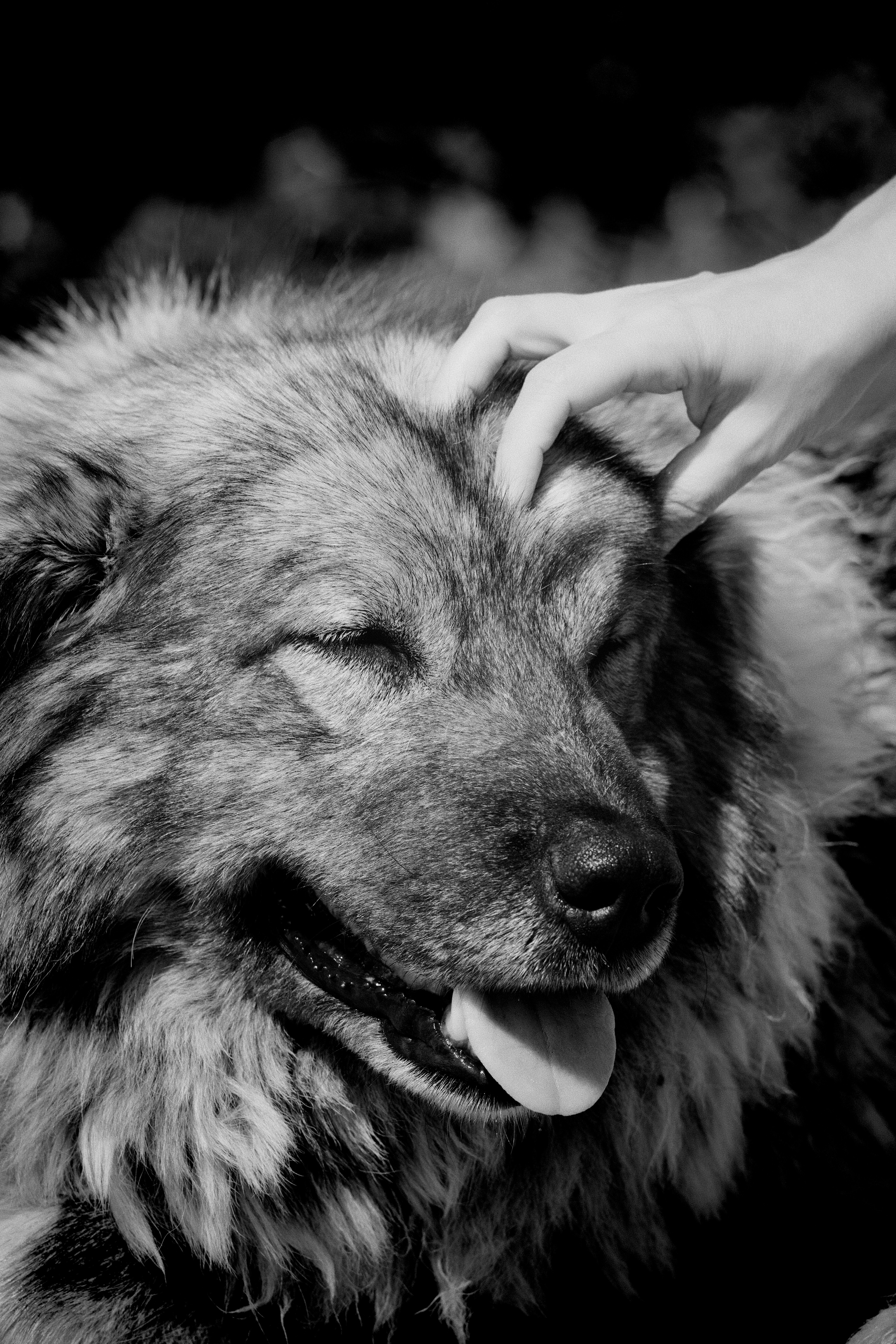 a black and white photo of a dog being petted