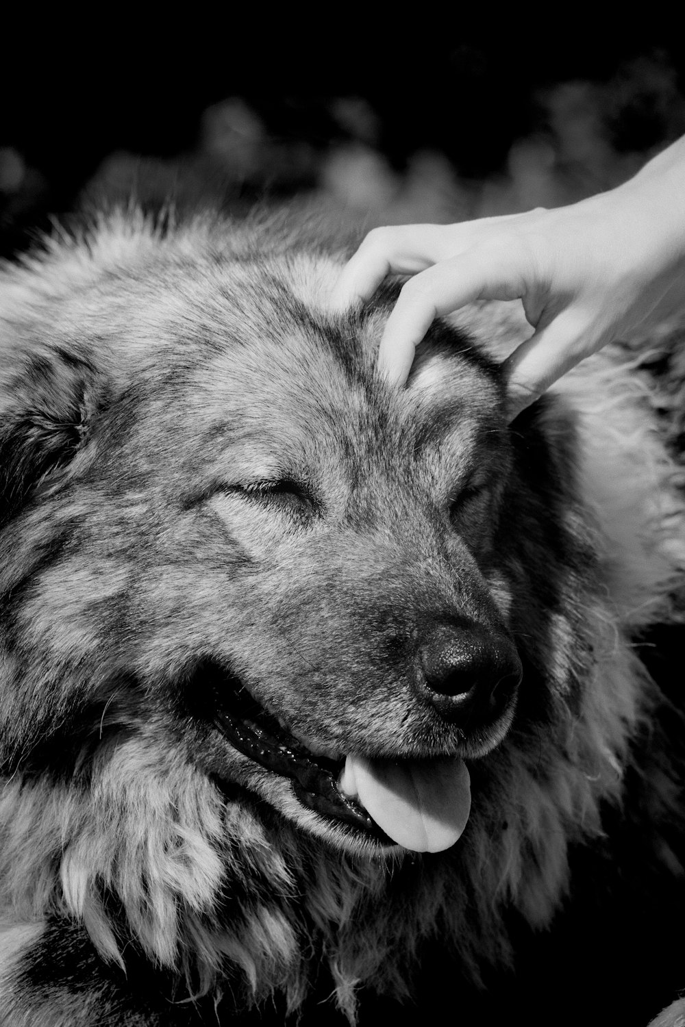 Una foto en blanco y negro de un perro siendo acariciado