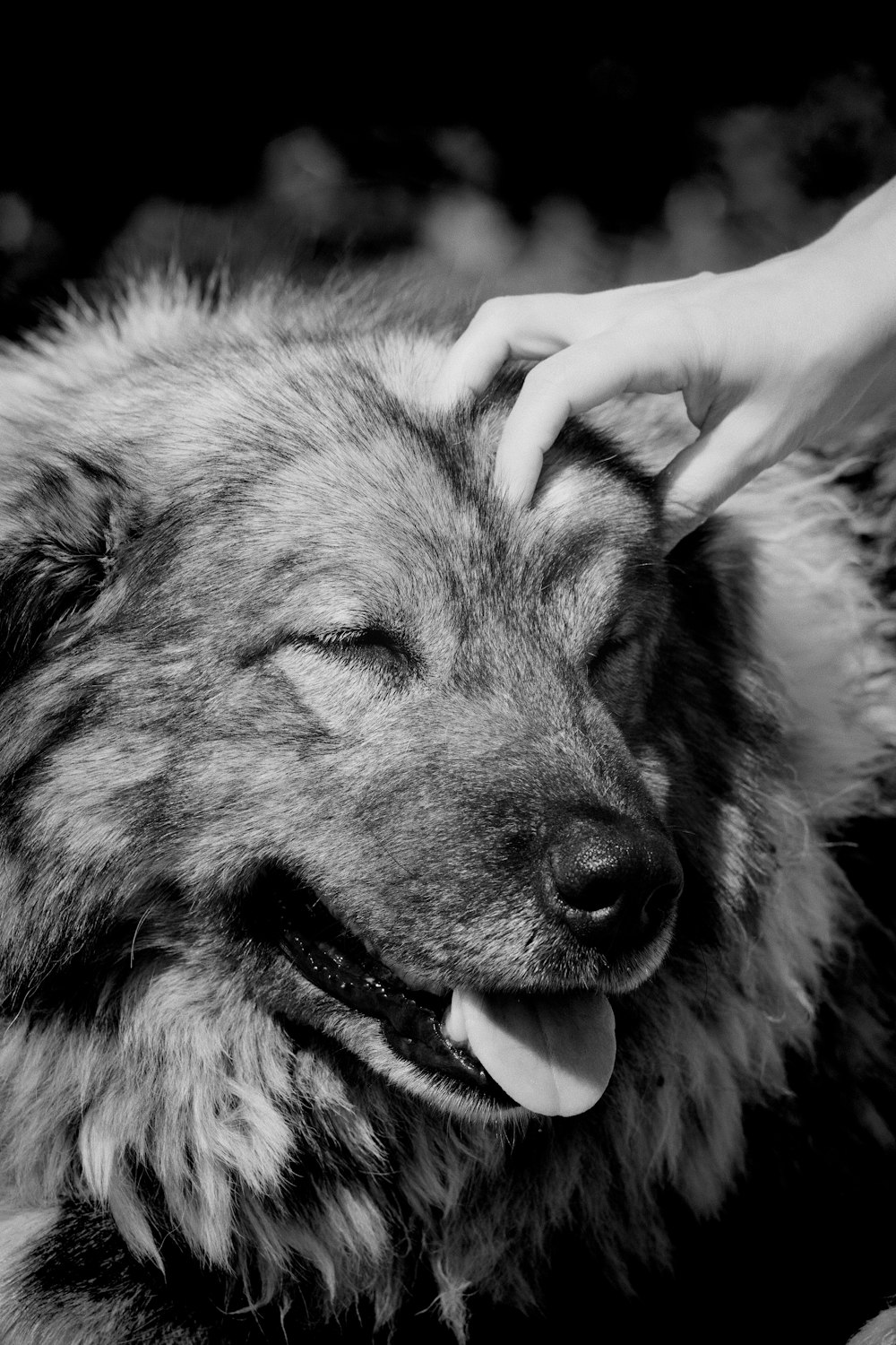 uma foto em preto e branco de um cachorro sendo acariciado