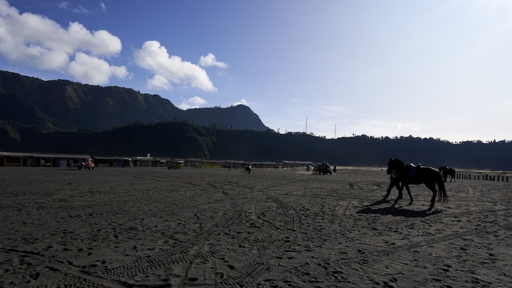 a couple of horses standing on top of a sandy beach