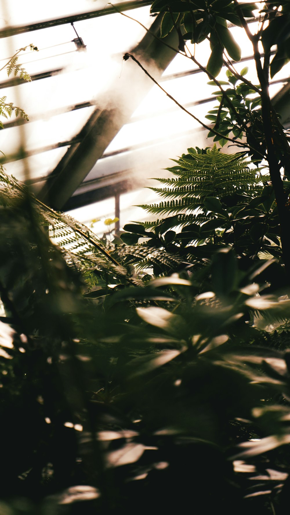 the sun shines through the leaves of a tree