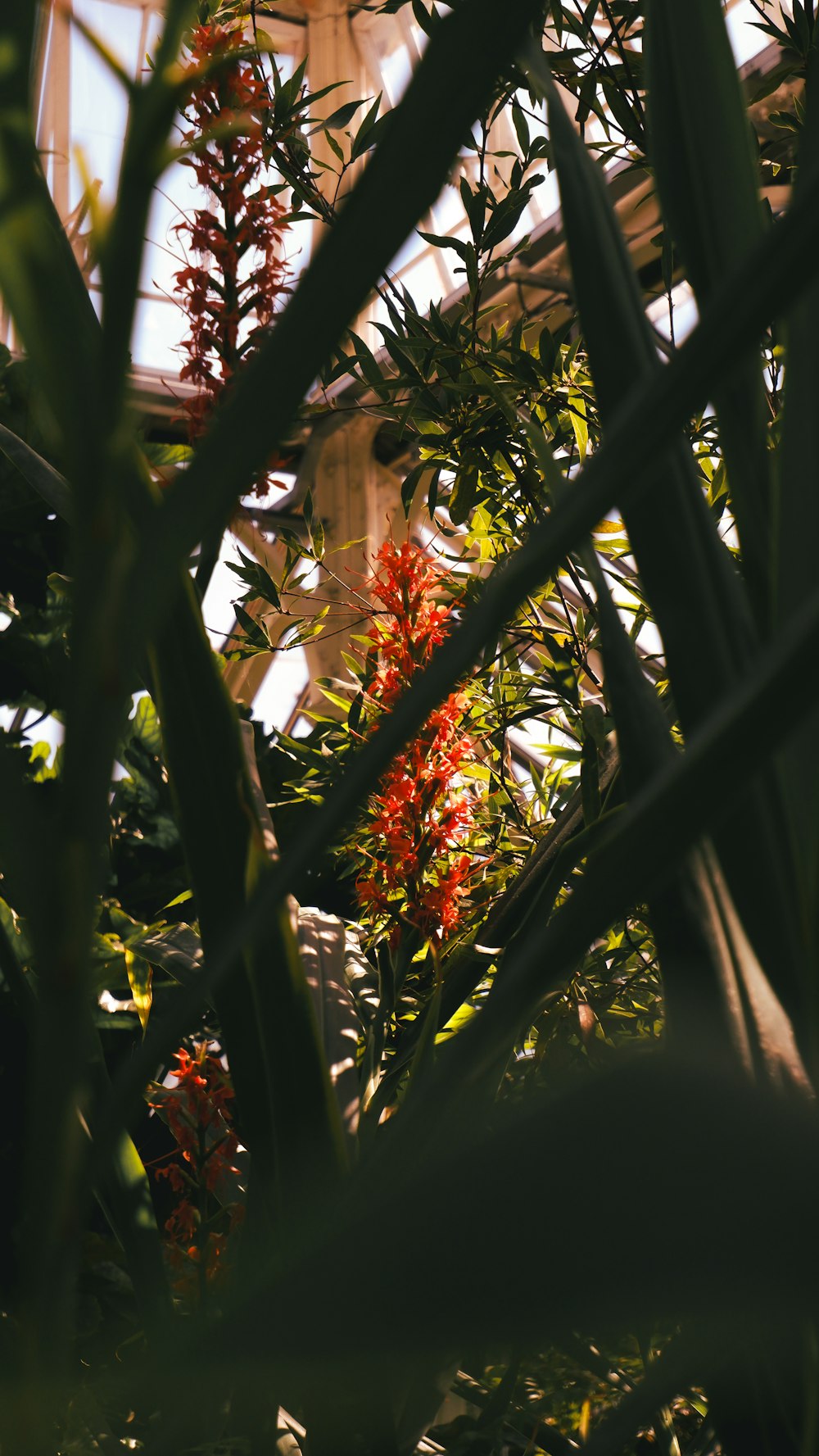 a view through the branches of a tree in a greenhouse