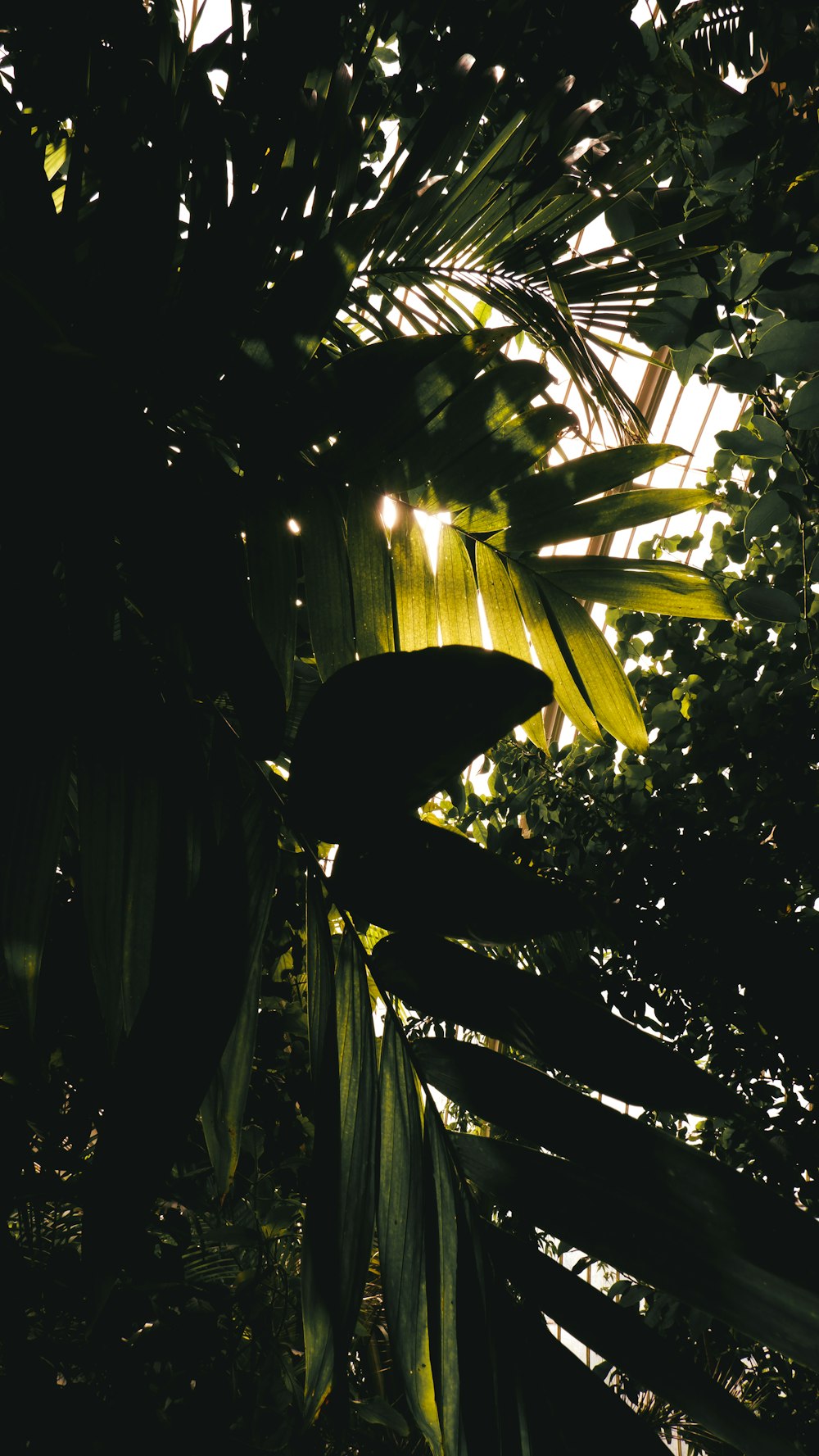 a large leafy plant in the middle of a forest