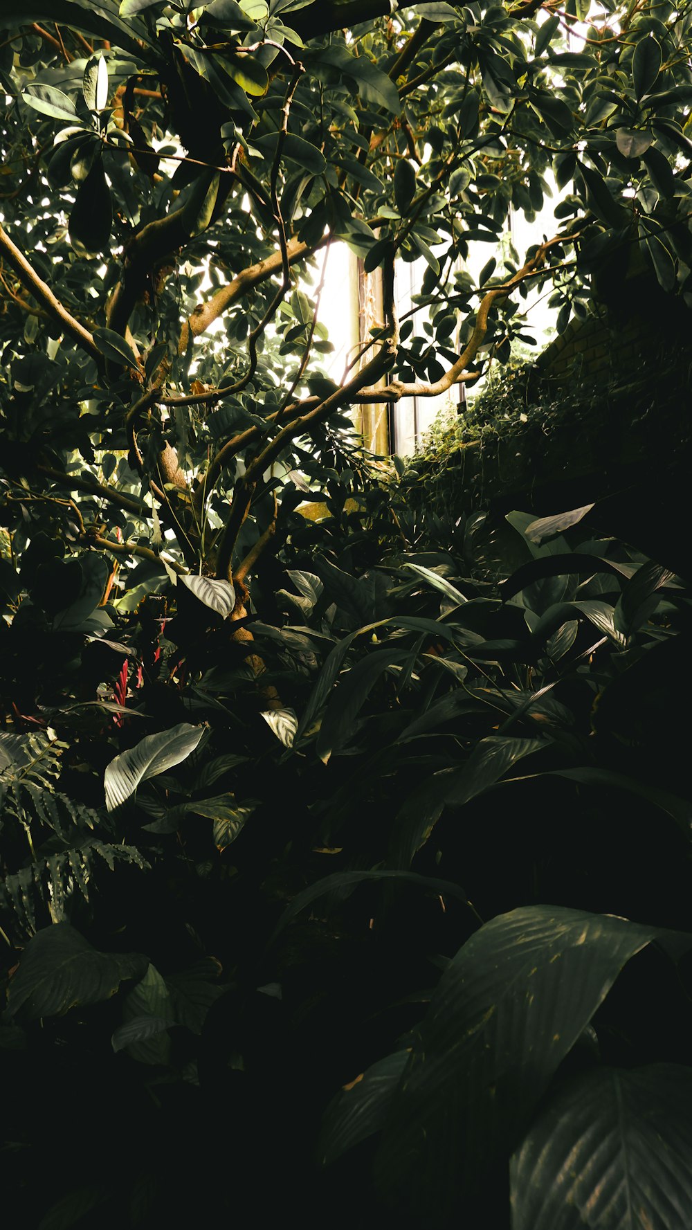 a lush green forest filled with lots of trees