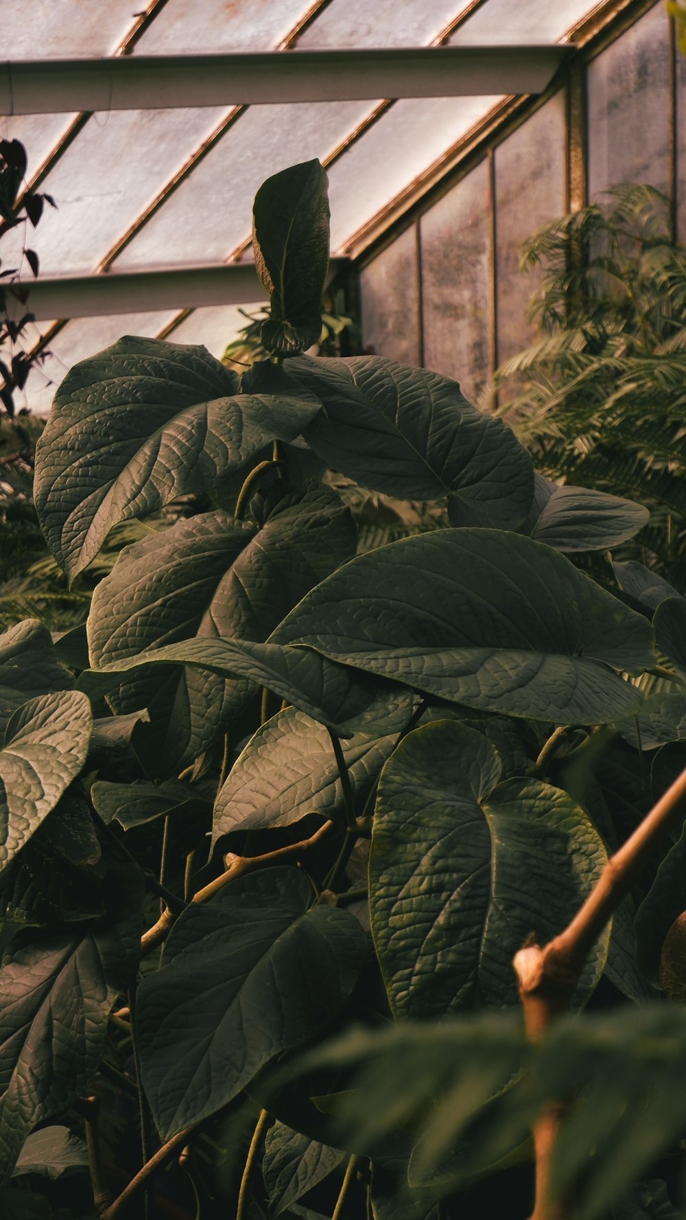 a green house with lots of plants inside of it