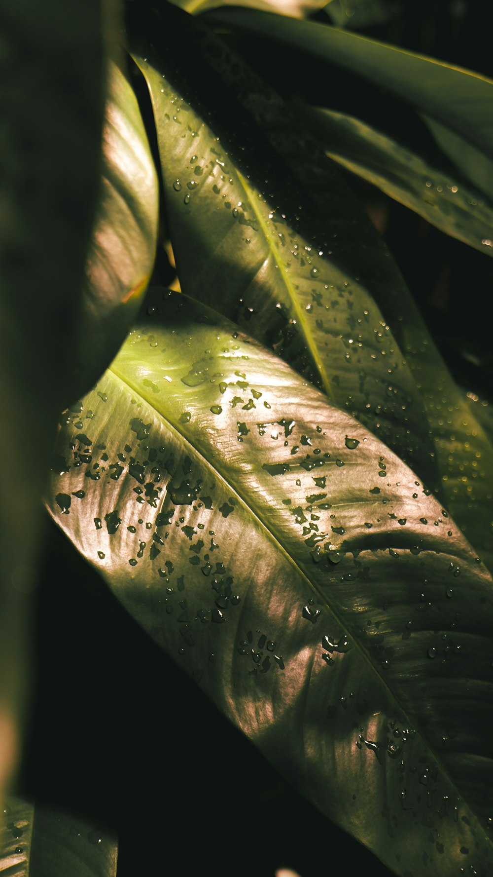 a green leaf with drops of water on it