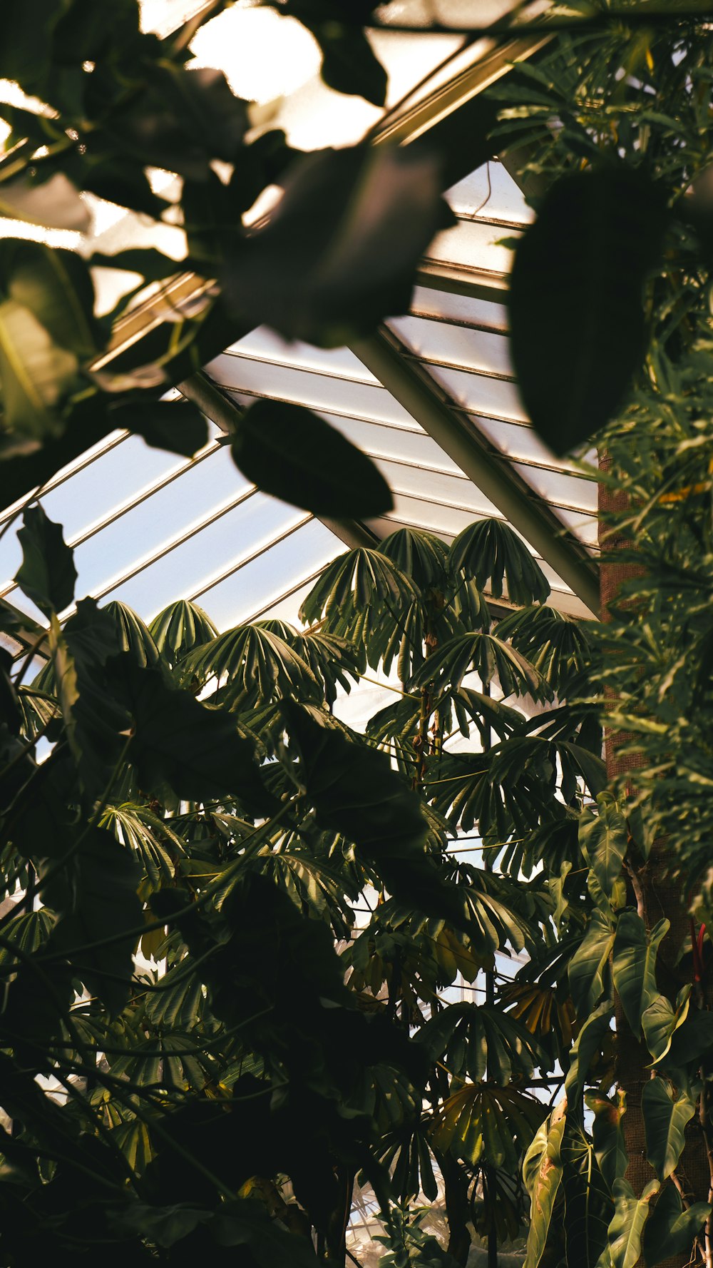 a view of the inside of a greenhouse