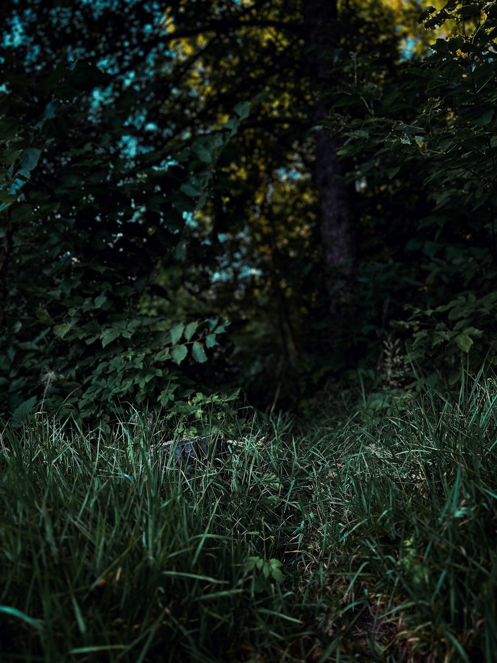 a teddy bear sitting in the middle of a forest