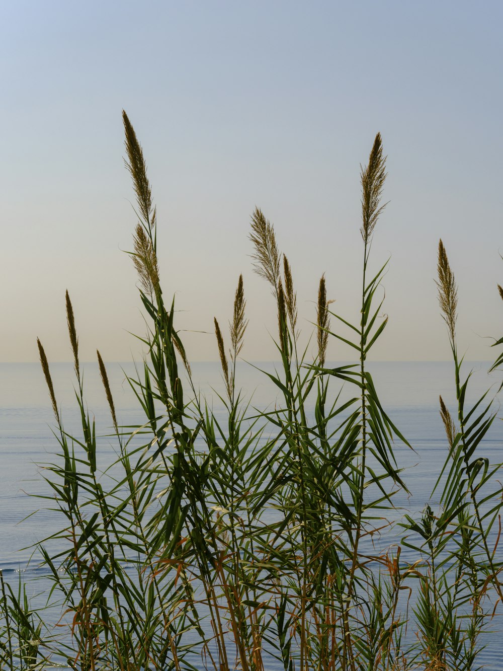 a view of a body of water from behind some plants