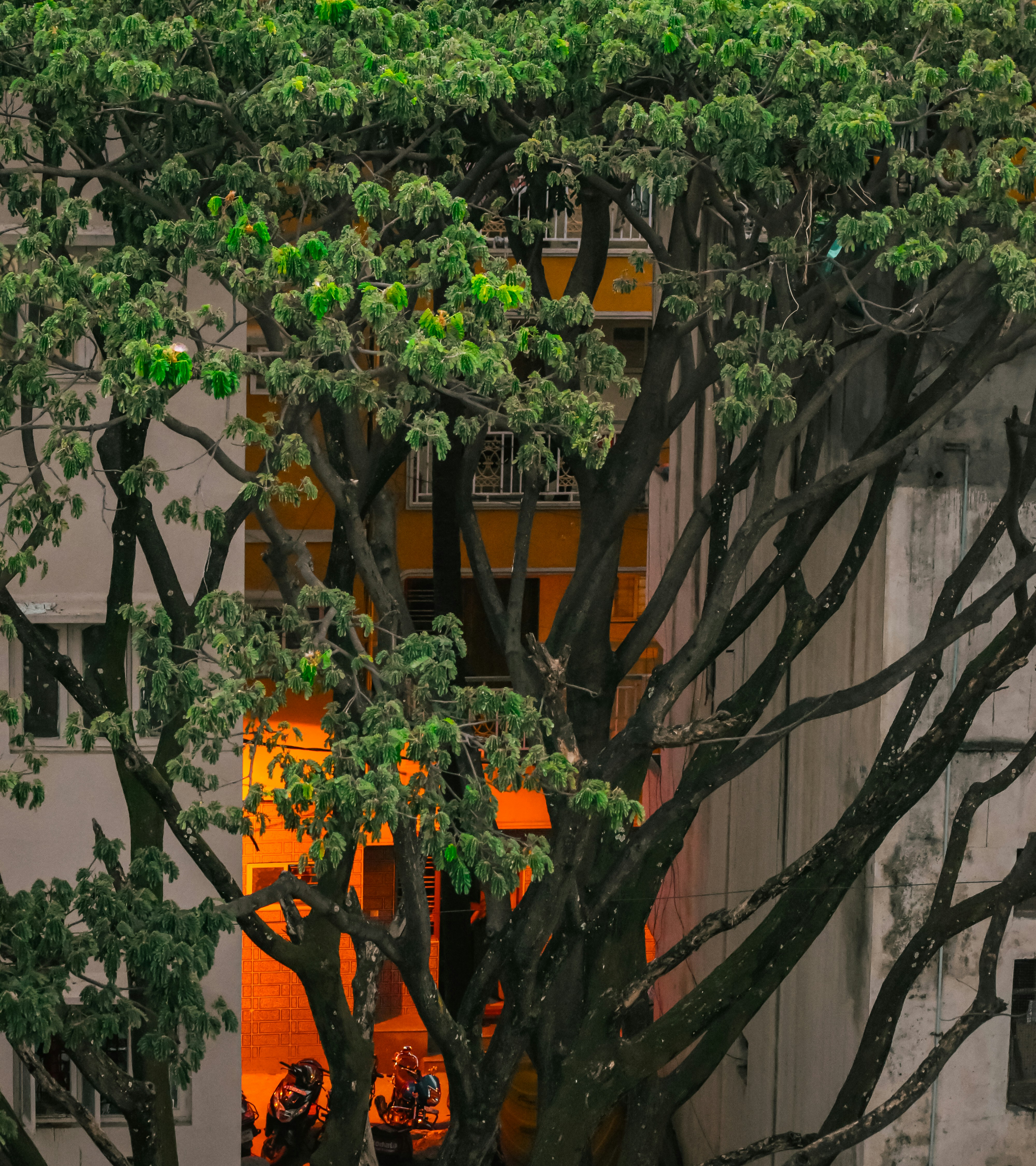 Ein großer Baum vor einem Gebäude