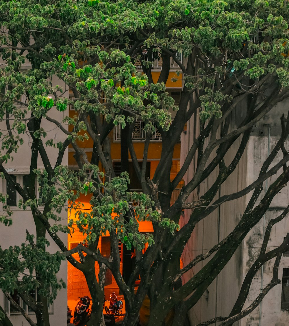 a large tree in front of a building