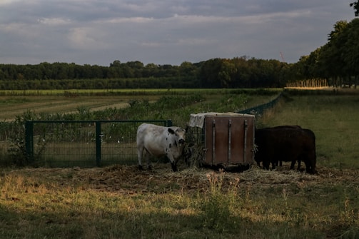 A field with a fenced-off area where two cows are eating hay from a feeder. The background consists of expansive green fields and dense forest areas under a grey, cloudy sky.
