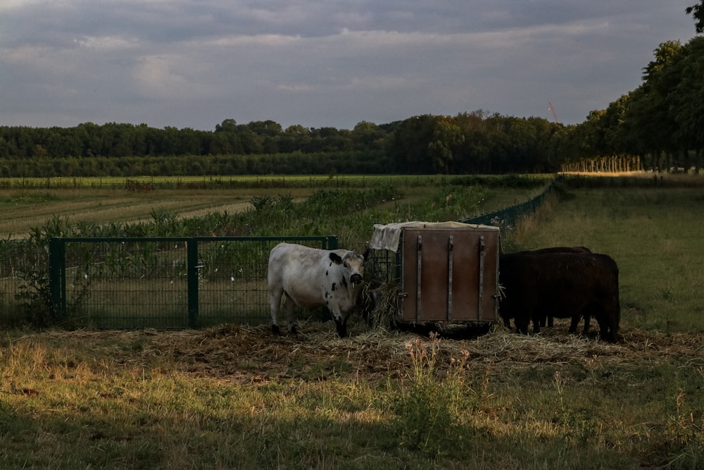 a couple of cows that are standing in the grass