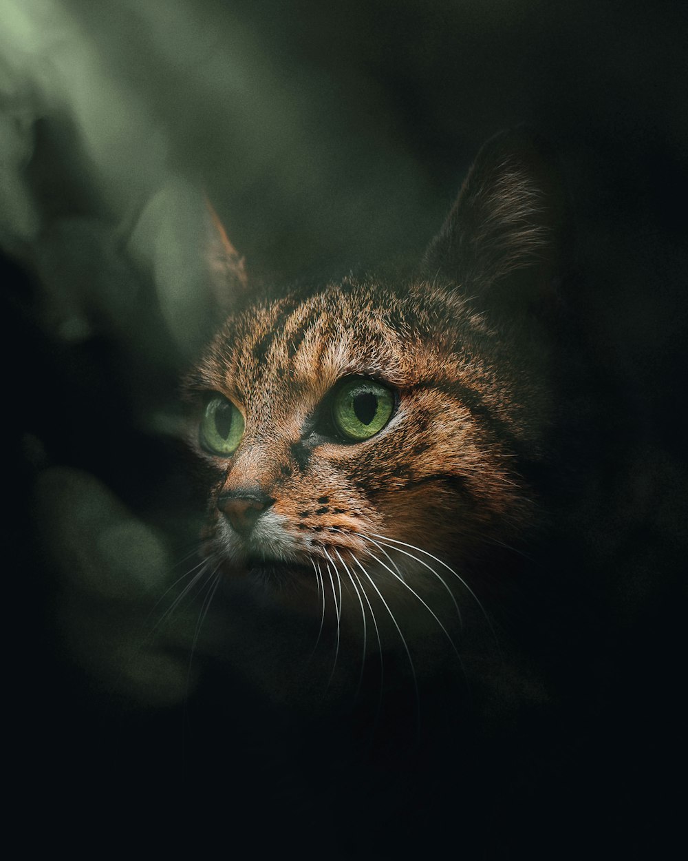 a close up of a cat with green eyes