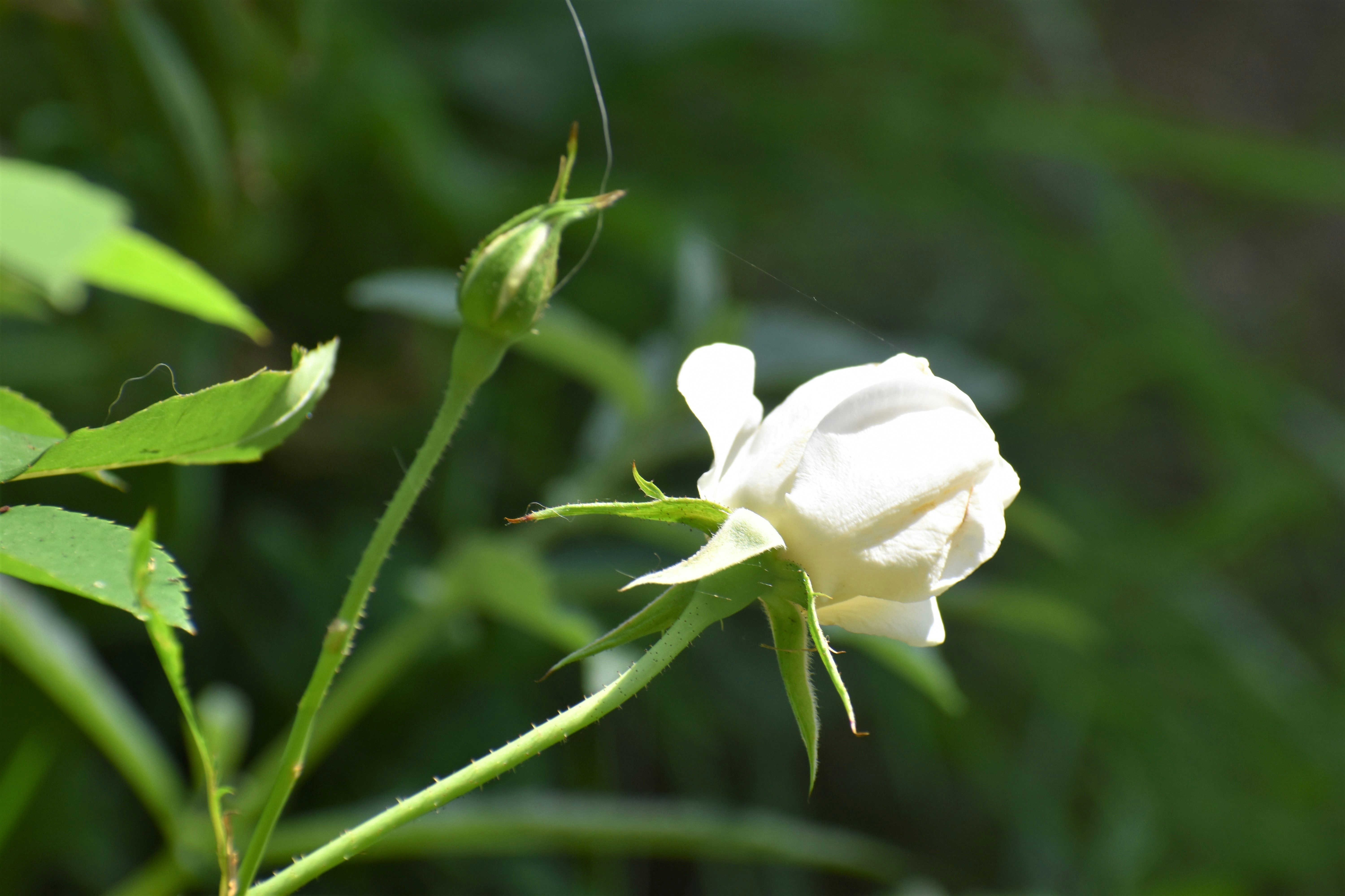 Photo by danielelarosa