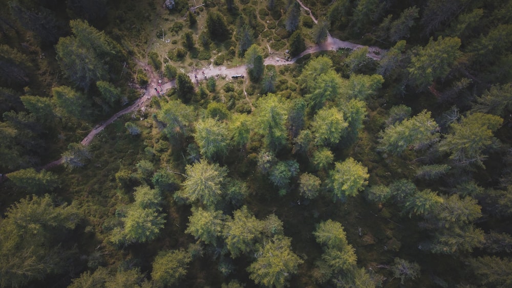 an aerial view of a forest with lots of trees