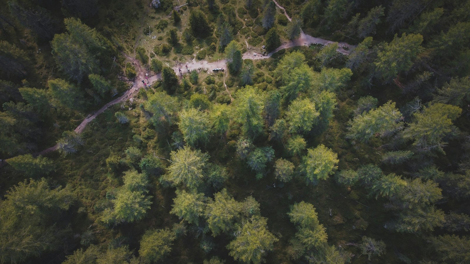 Aerial view of forest and vegetation