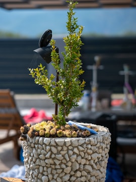 A lush green plant is growing in a decorative pot made of light-colored stones. The pot is placed outdoors with a dark railing in the background and various out-of-focus objects, including chairs. Some small, flower-like plants are around the base of the central plant.