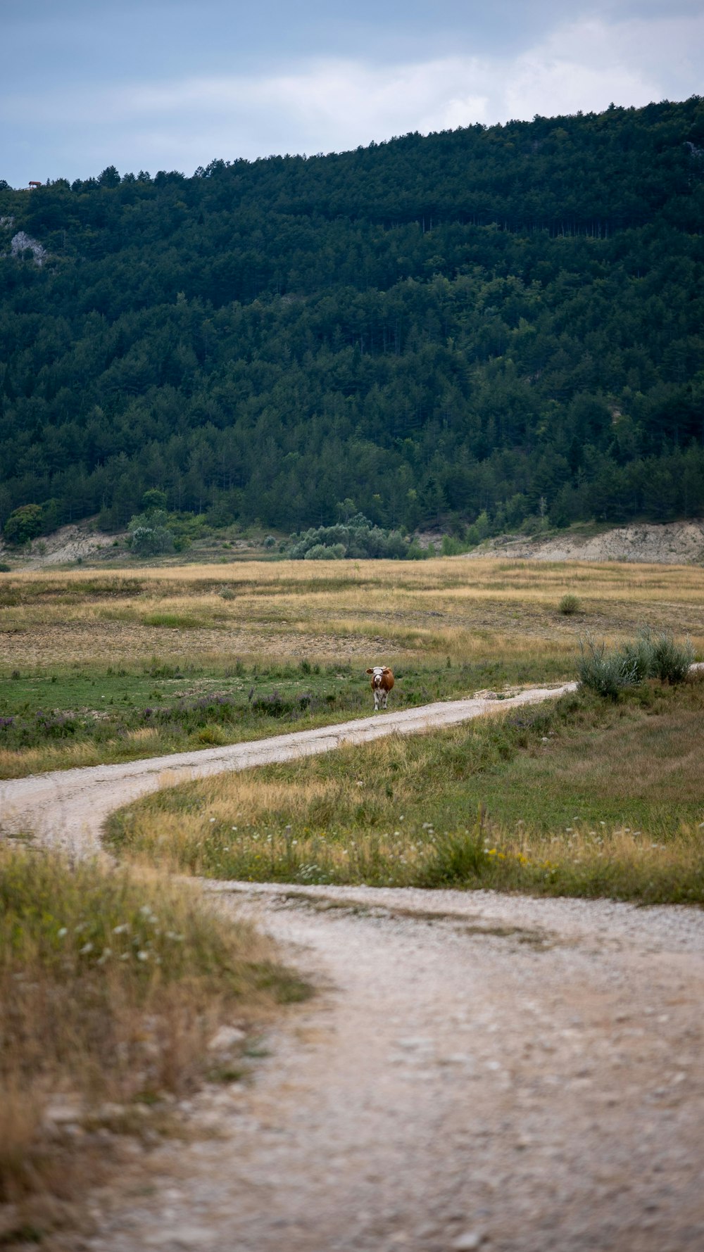 a couple of animals walking down a dirt road