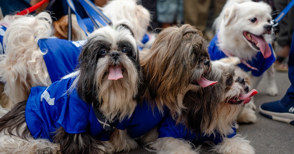 a group of small dogs wearing blue clothes