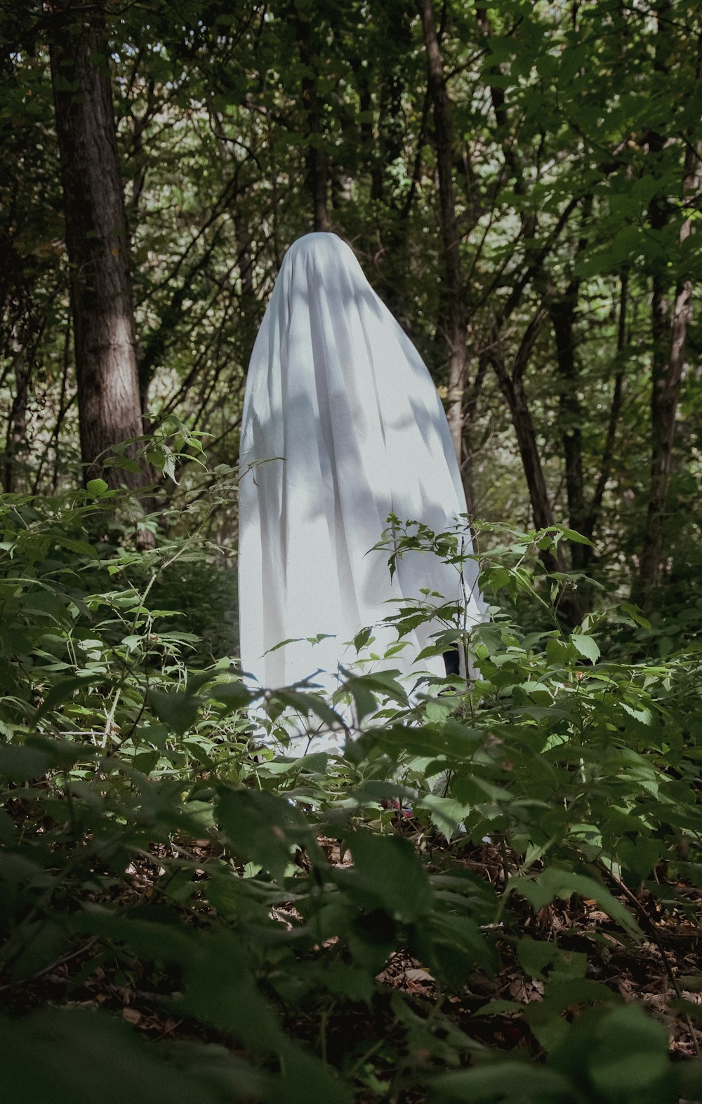 a white cloth draped over a tree in a forest