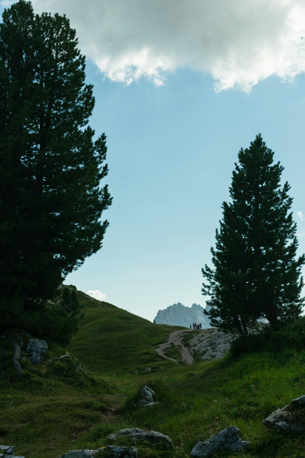 a couple of trees sitting on top of a lush green hillside