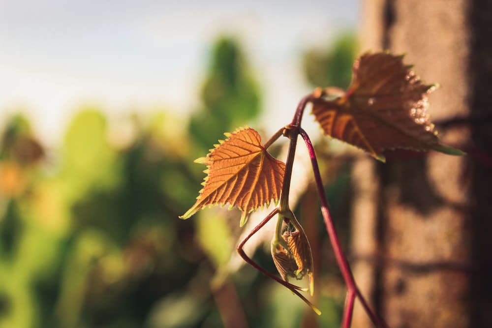 a close up of a leaf on a tree