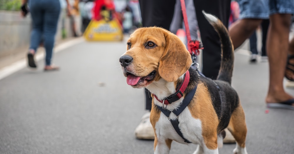 Un cane marrone e bianco in piedi in cima a una strada