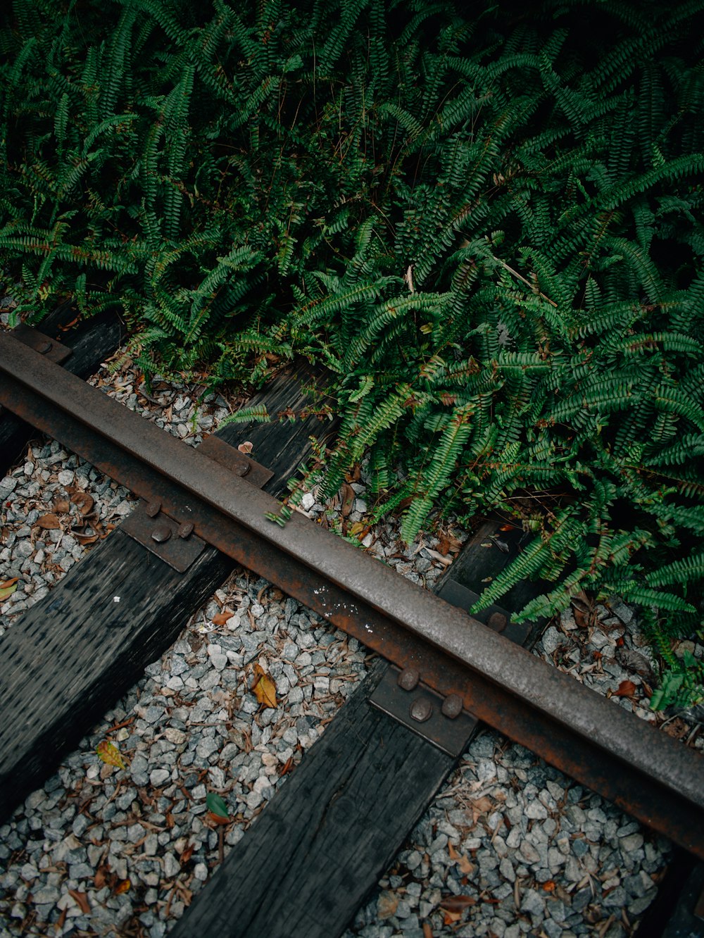 Nahaufnahme einer Bahnstrecke in der Nähe eines Busches