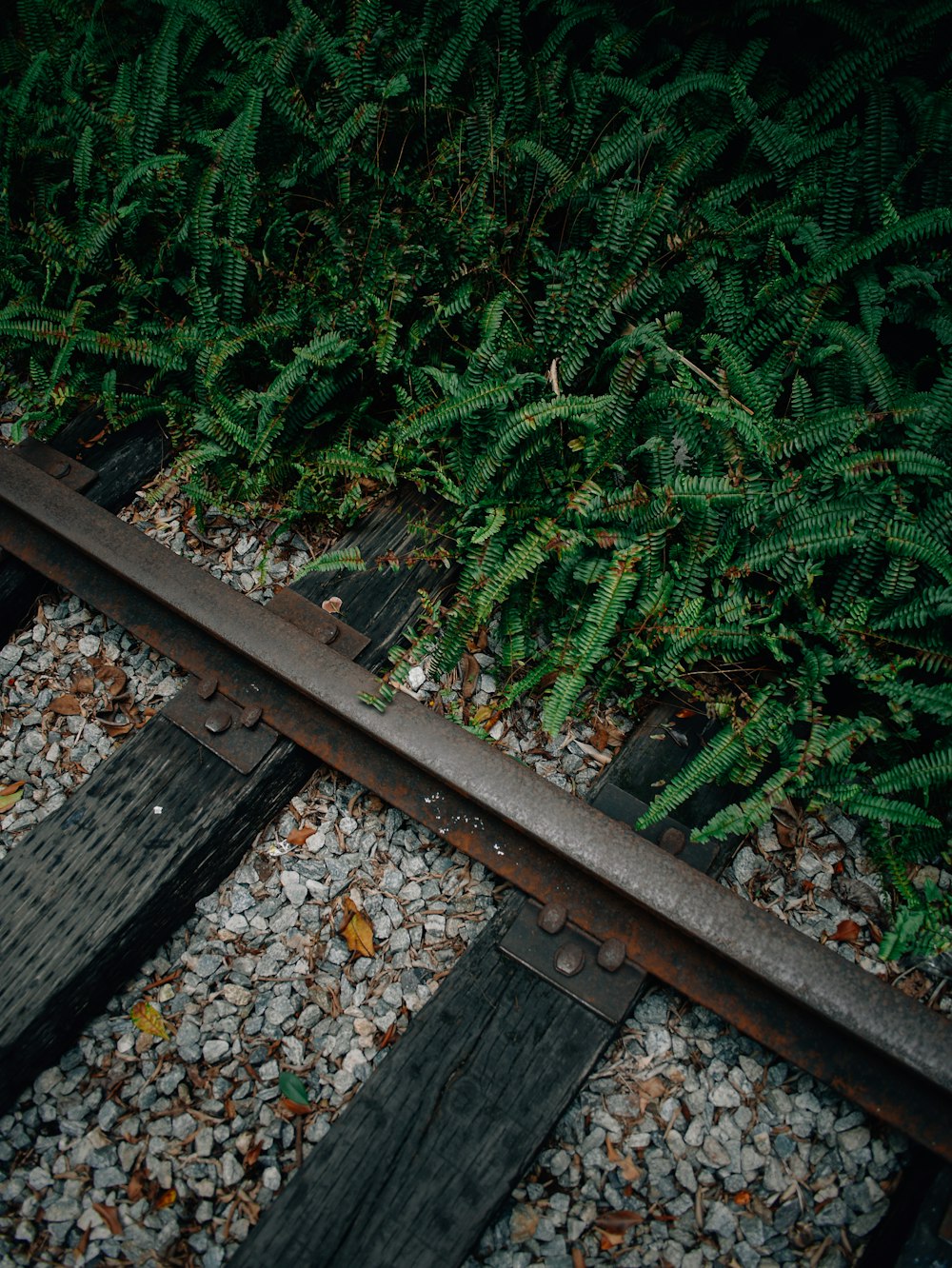 a close up of a train track near a bush